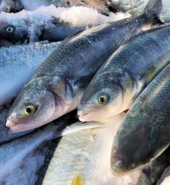 Photo of Australian Salmon iced at the point of harvest