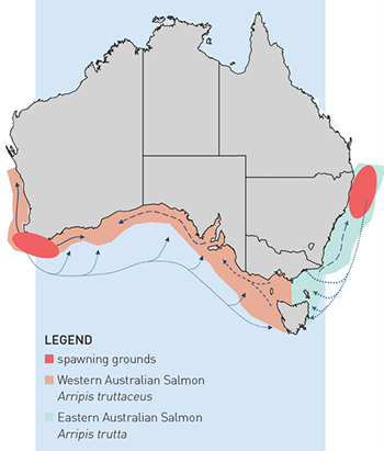 Map showing distribution of Australian Salmon