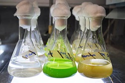 Photo of algae tests in beacons