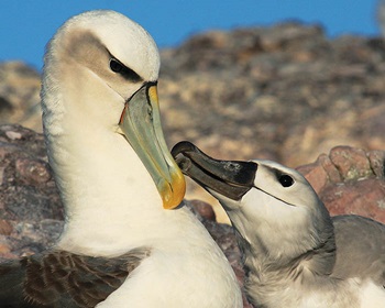 Photo of two albatross