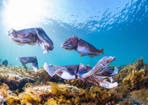 Photo of cuttlefish at Stony Point, SA
