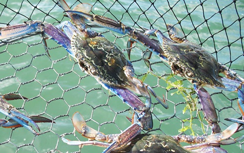 Photo of Blue Swimmer Crabs in nets