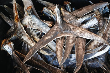 Photo of Mackerel tail fish treats