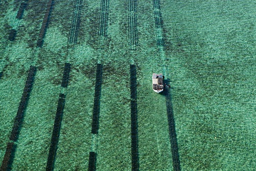 Photo of Pacific Oyster farming boat on water