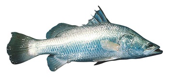Photo of barramundi fish