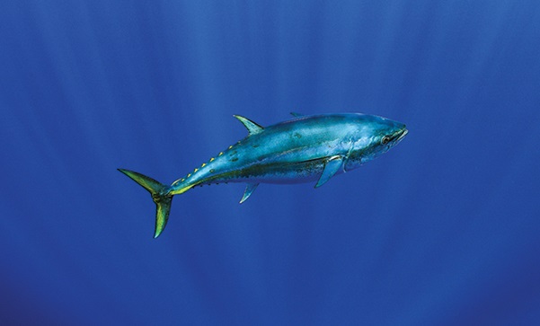 Photo of a tuna fish swimming in ocean