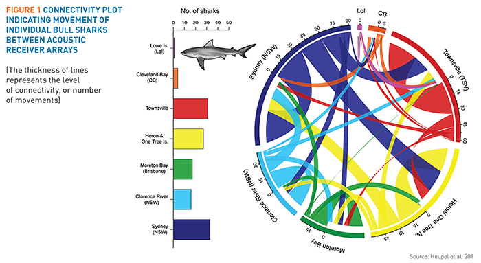 Infographic showingmovement of inidividual bull sharks between accoustic receiver arrays