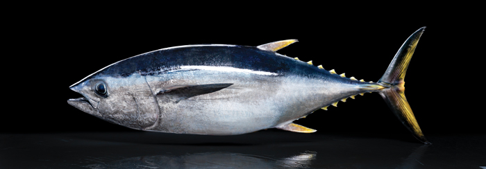 Southern Bluefin Tuna