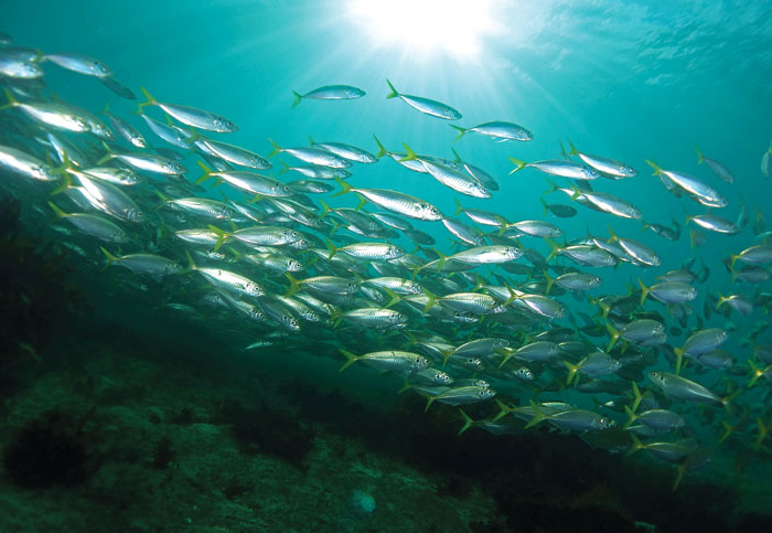 photo of school of yellow tail