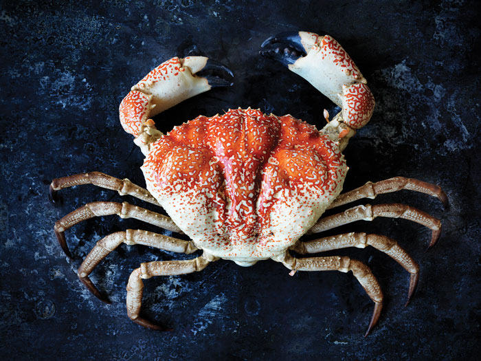 picture of giant crab