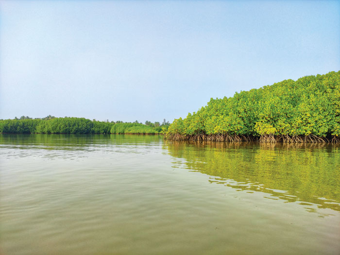 Coastal mangroves provide essential habitat for thousands of species and are fundamental to a productive ecosystem.  Photo: Vishwasa Navada K/Unsplash