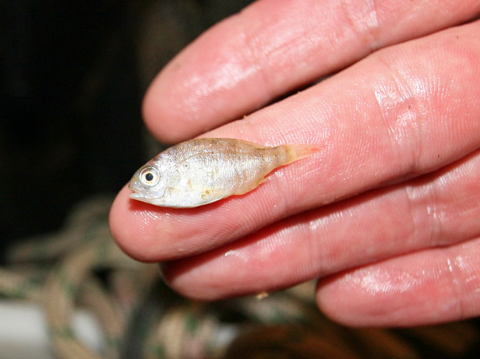 A juvenile snapper  Photo: Victorian Fisheries Authority