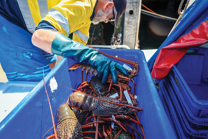 NSW is preparing a harvest strategy for its Eastern Rock Lobster fishery.  Photo: NSW Department of Primary Industries