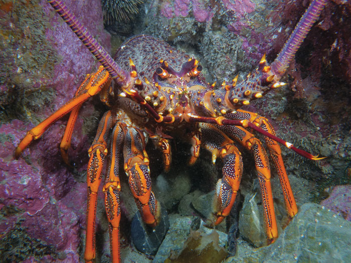Photo of Southern Rock Lobster on the ocean floor