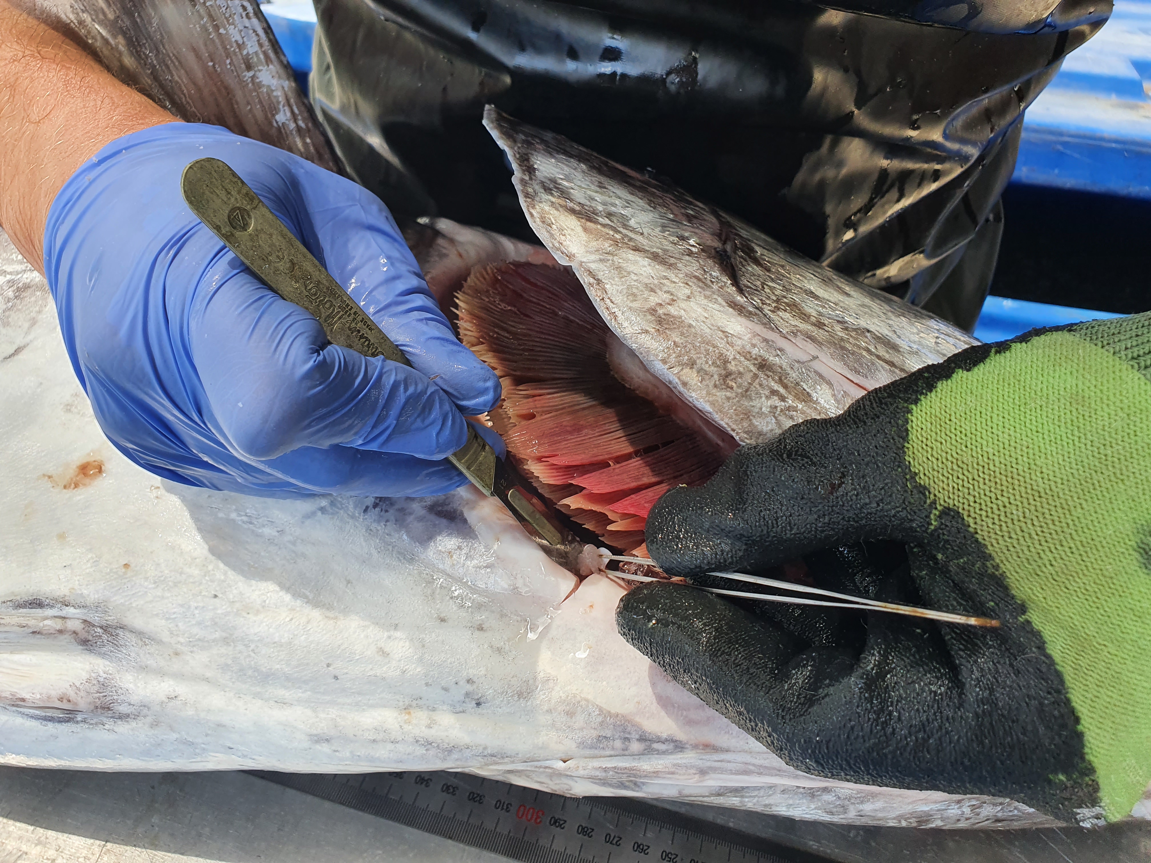 Researchers investigating and dissecting a Spanish Mackeral