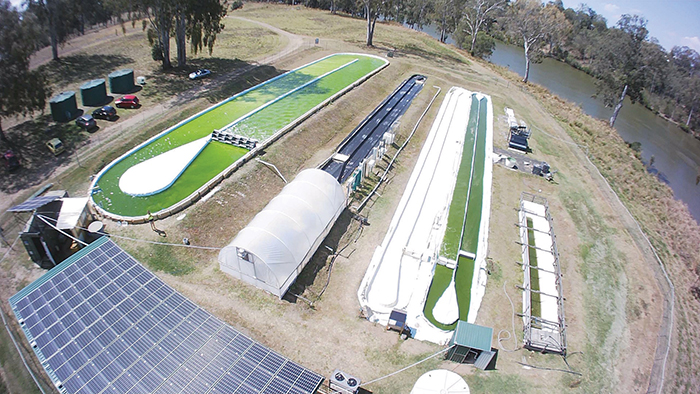 Qponics will work with the MBCRC to refine microalgae production, processing and products. Photo: Qponics