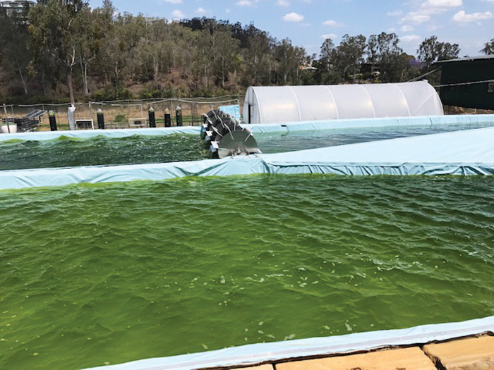 Microalgae in production in Queensland. Photo: Qponics