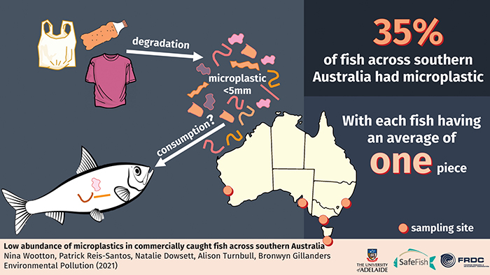 Image depicting the low abundance of microplastics in commercially caught fish across southern Australia
