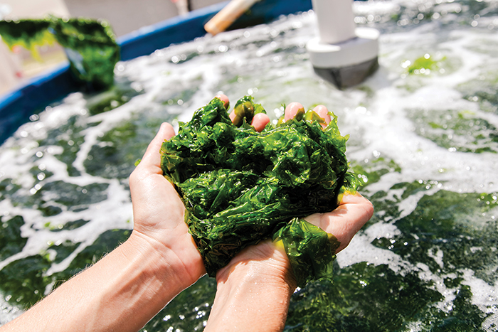 Image of seaweed - one of several products that will be the focus of the MBCRC.