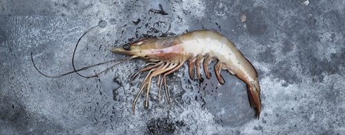 Banana Prawn (image credit: FRDC)