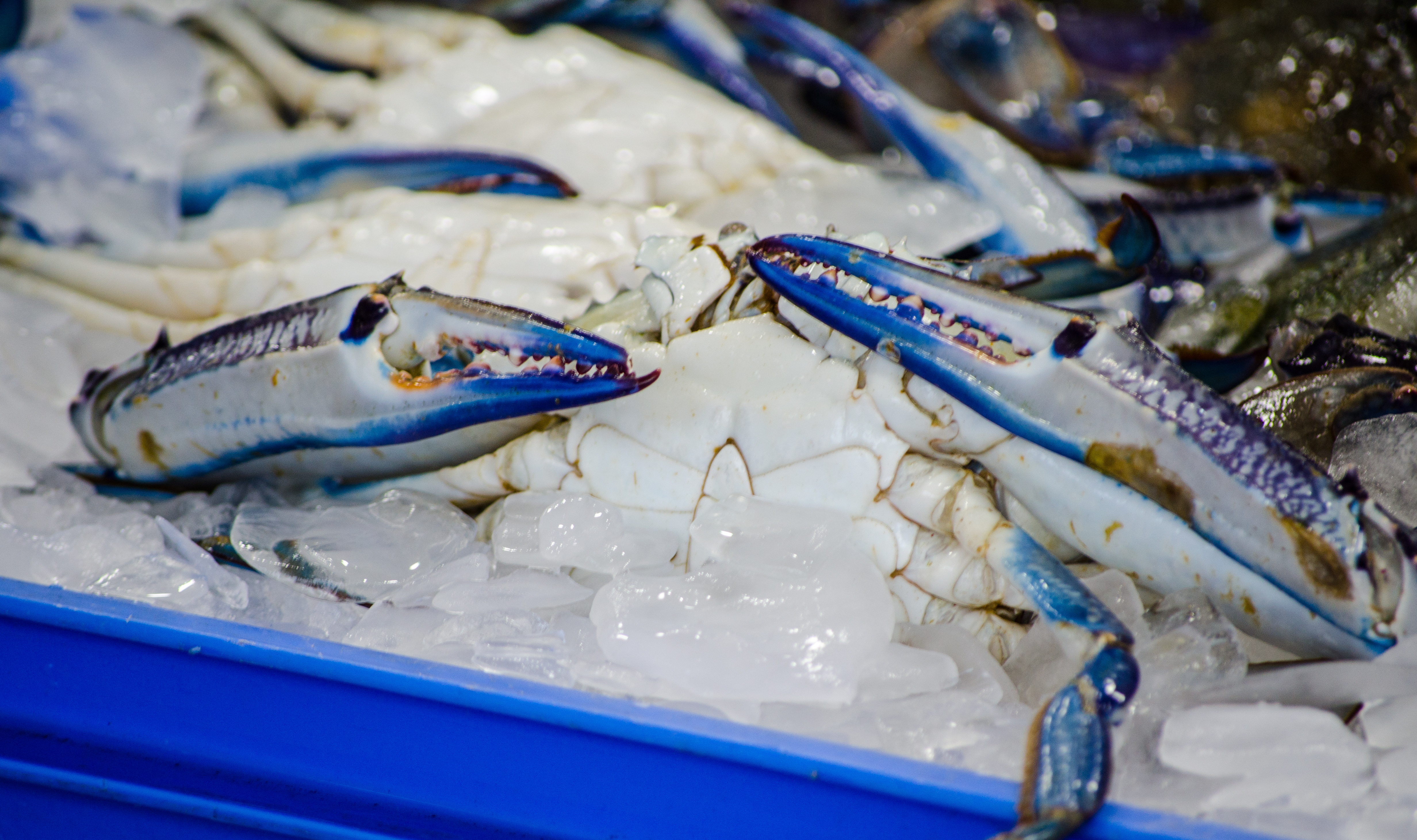 Blue Swimmer Crab in Ice