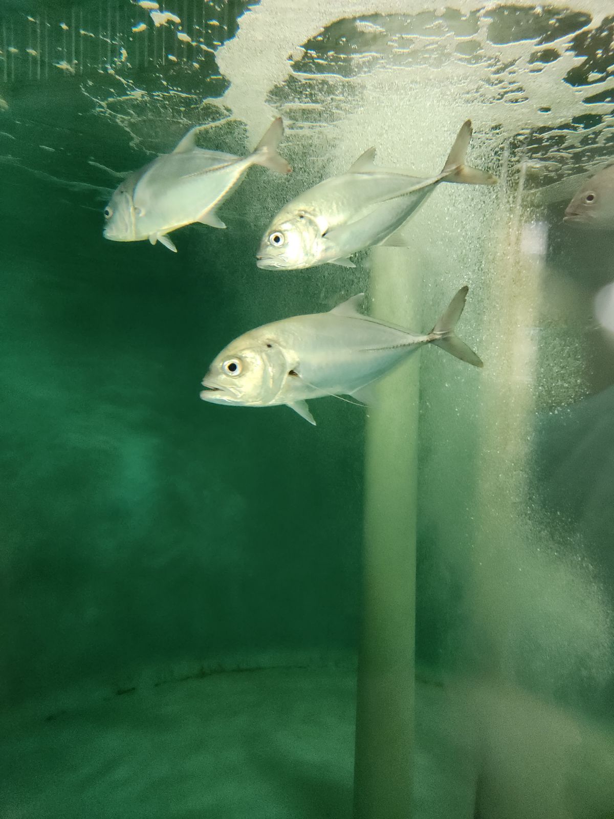 Big Eye Trevally swimming around in tank