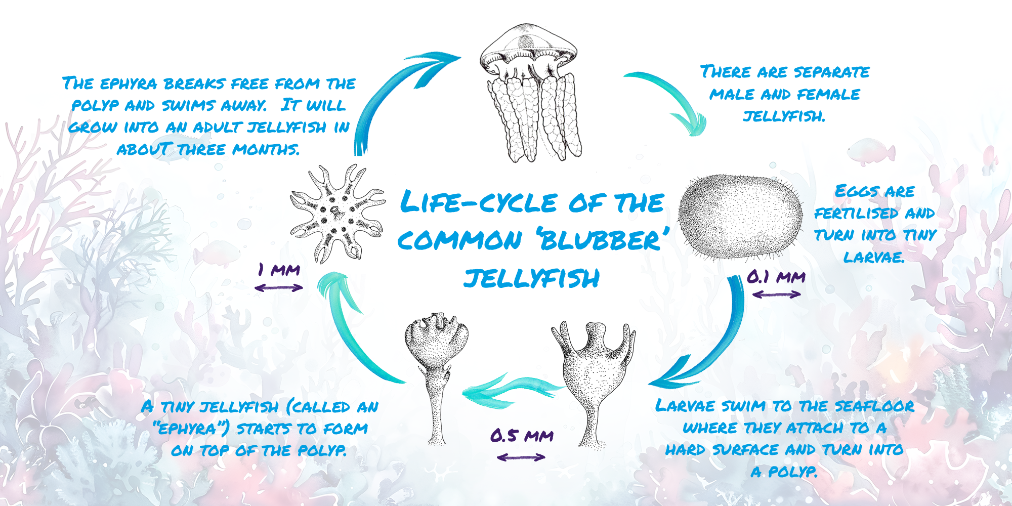 Blubber jellyfish lifecycle