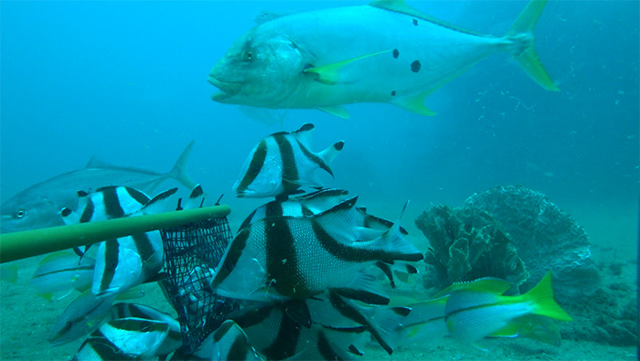 Exmouth King reef golden Trevally