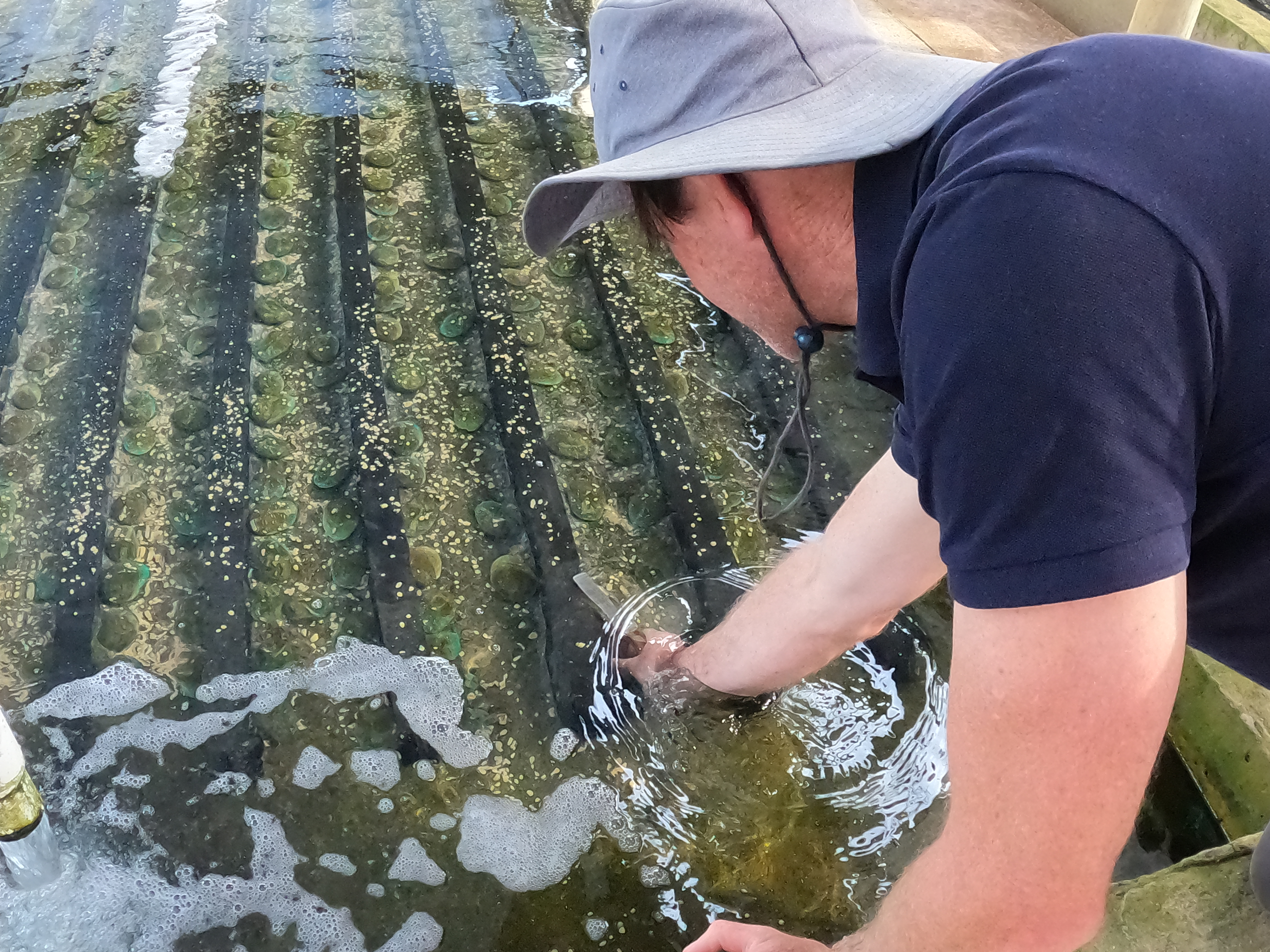 Joel Gilby, Managing Director of Three Friends, sifting through the water for a fresh Abalone