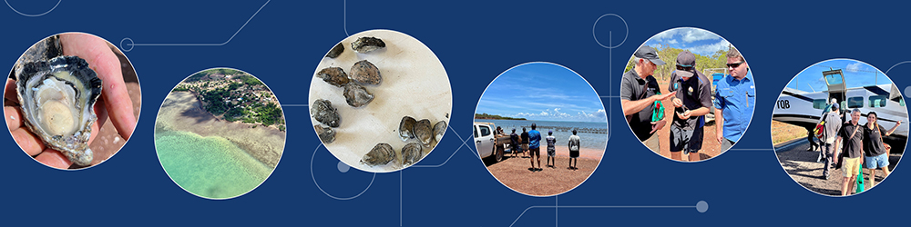 Montage of the field day on Goulburn Island, Northern Territory which highlighted achievements in the development of Tropical Rock Oyster