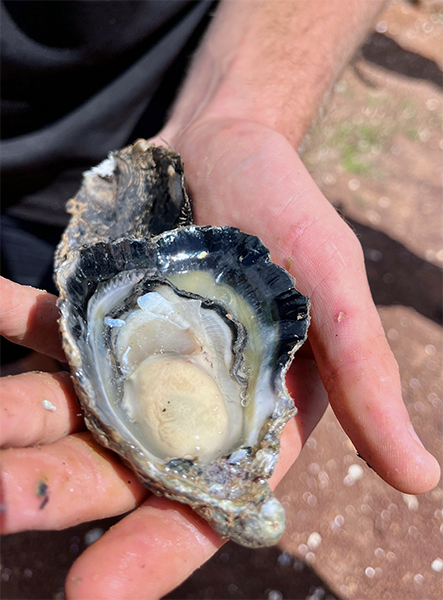 Photo of a Blacklip Rock Oyster grown by Yagbani Aboriginal Corporation on Goulburn Island.