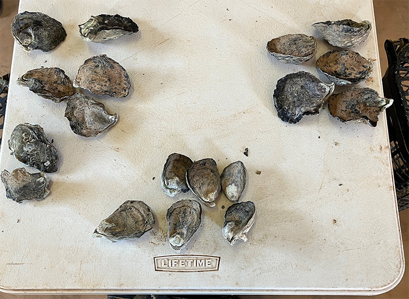 Photo of Blacklip Rock Oysters grown on Goulburn Island.