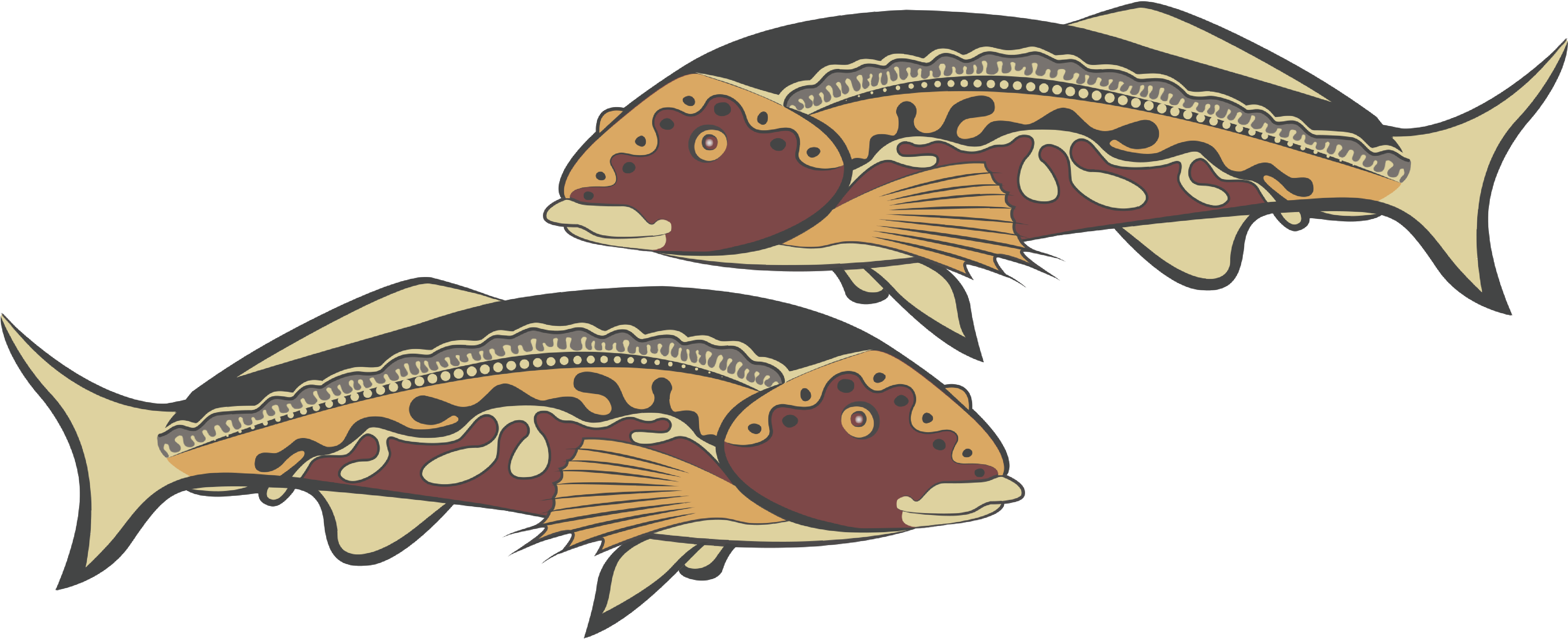 Illustration of the Gynburra fish