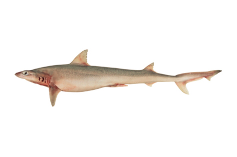 Western Australian Pencil Shark (Hypogaleus hyugaensis)