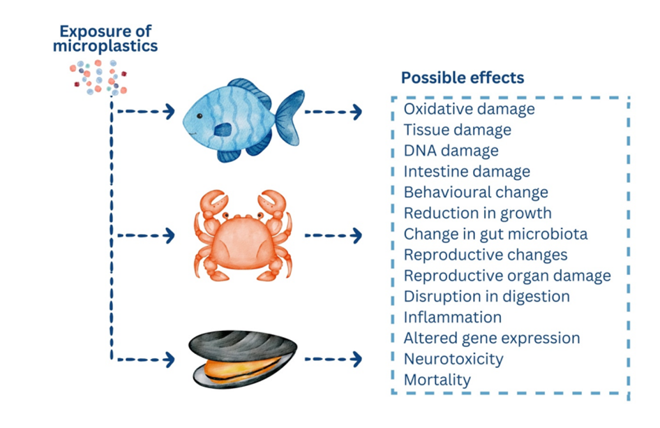 Summary graphic highlighting some of the key effects that were identified in studies exposing microplastic to seafood species