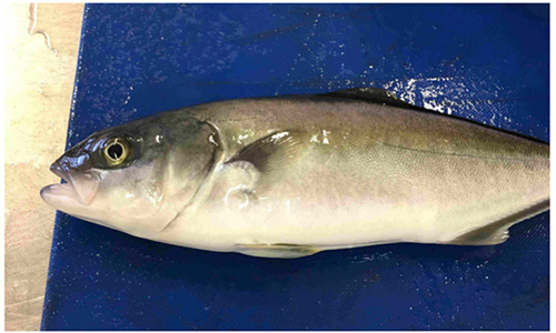 Yellowtail Kingfish harvested from nanobubble oxygenated water after six weeks weighing in at around 250 grams, with clear eyes, fins and skin. Photo: NSW DPI.