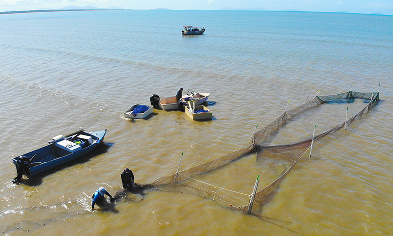 A trial in Cardwell, Queensland, explored the effectiveness of tunnel nets to catch the target species of Barramundi and King Threadfin Salmon while having minimal impact on bycatch. Photo: Andrew Chin, JCU. 
