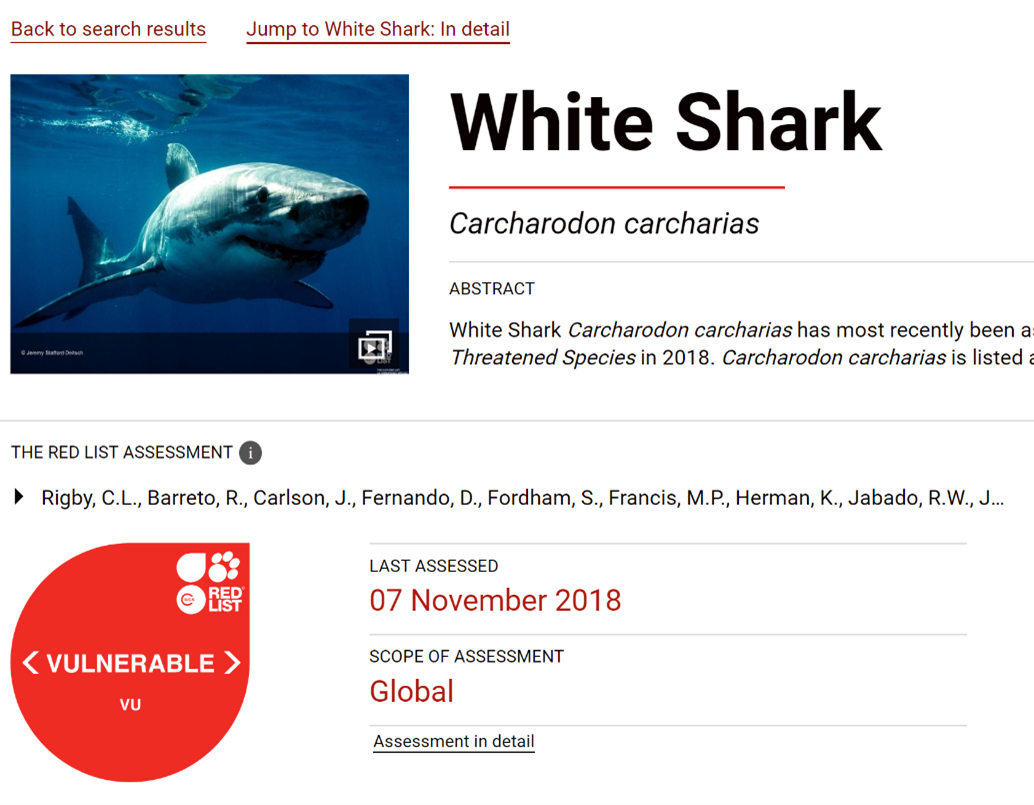 White shark (Carcharodon carcharias) IUCN threatened red list page. Species is stated as vulnerable