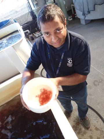 Sasi Nayar with Asparagopsis reproduced in tanks at the South Australian Research and Development Institute.