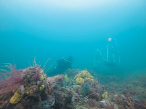 Photo of a diver in the ocean