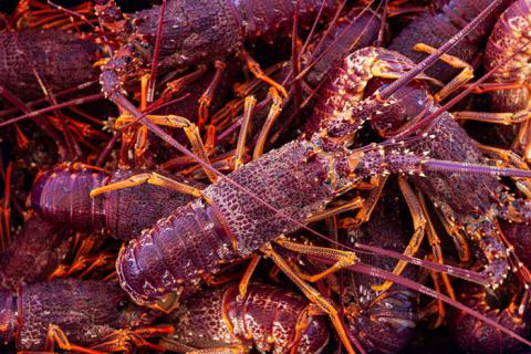 Photo of Southern Rock Lobsters