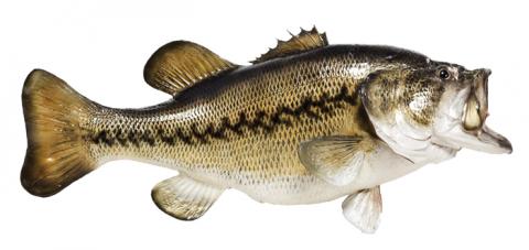 Image of a Largemouth Bass. Photo: Shutterstock