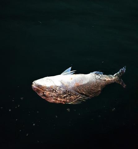 Photo of a Snapper fish affected with barotrauma