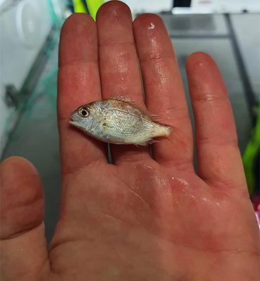 Photo of a juvenile Snapper on a hand