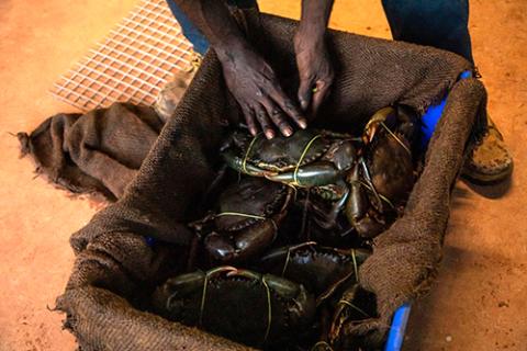 Photo of indigenous person packing away live crabs