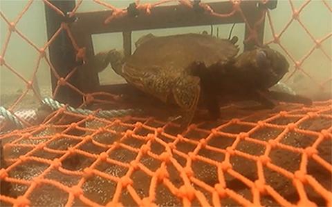 Photo of escape vents allowing undersized crabs and fin fish to get away, reducing bycatch in pots. Photo: Queensland Department of Agriculture and Fisheries. 